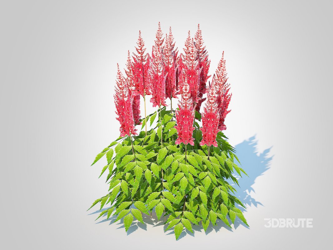 Astilbe-red Image 2