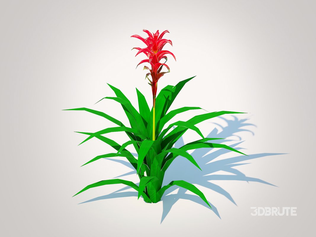 Guzmania – Bromeliad Image 2