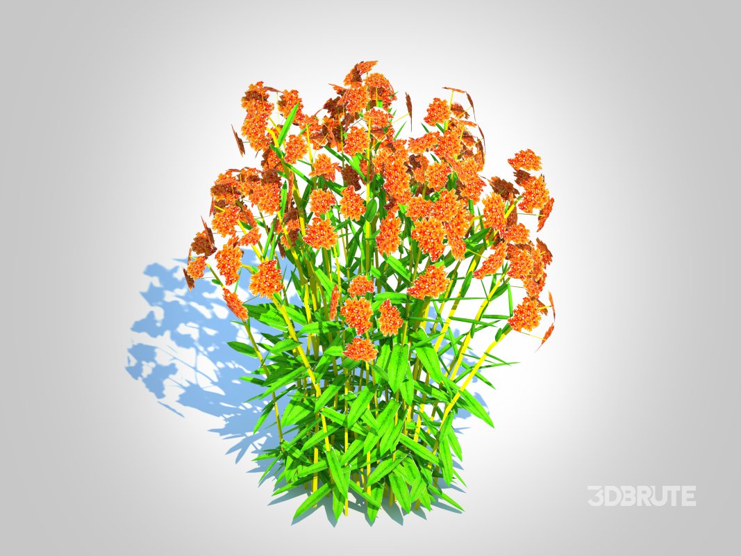 Asclepias tuberosa – Butterfly Weed Image 2