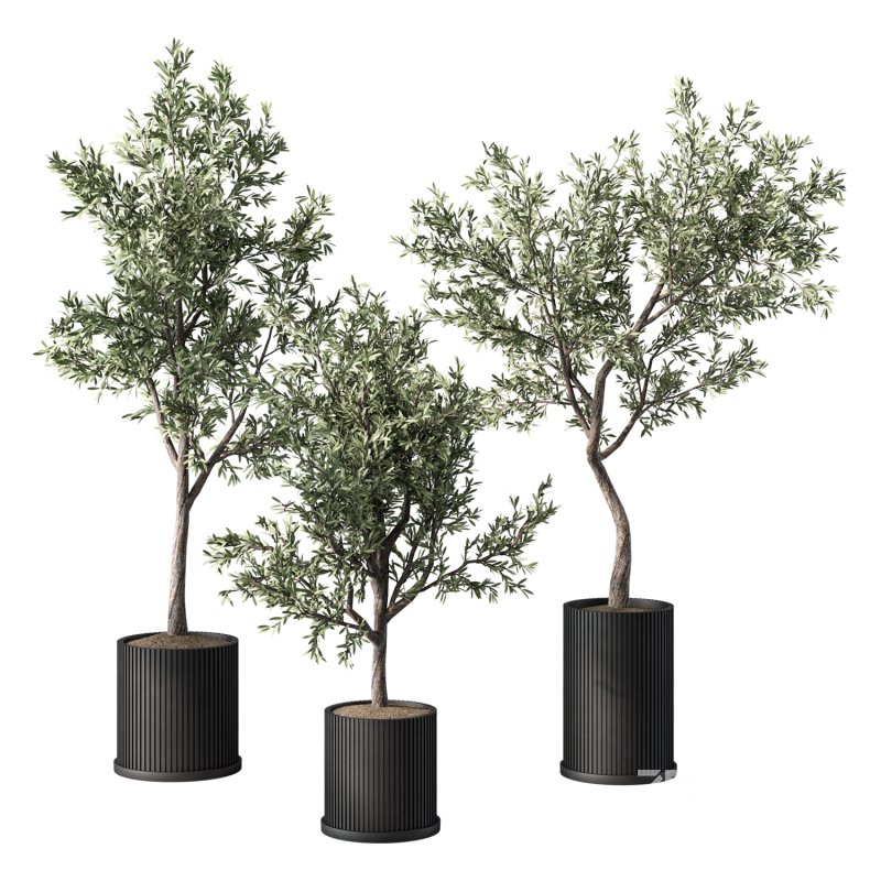 Olive Tree Indoor Plant Set.9 Image 5