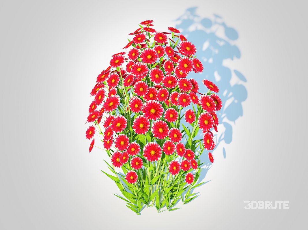 Aster novi-belgii – Dawrf Aster – red Image 3