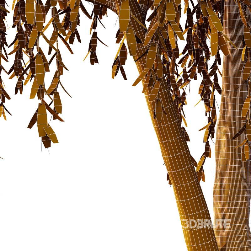 Weeping Willow Tree 01 Image 3