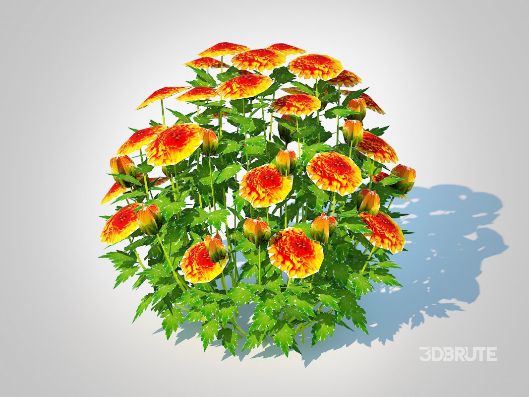 Chrysanthemum – Hardy Mum_orange Image 2