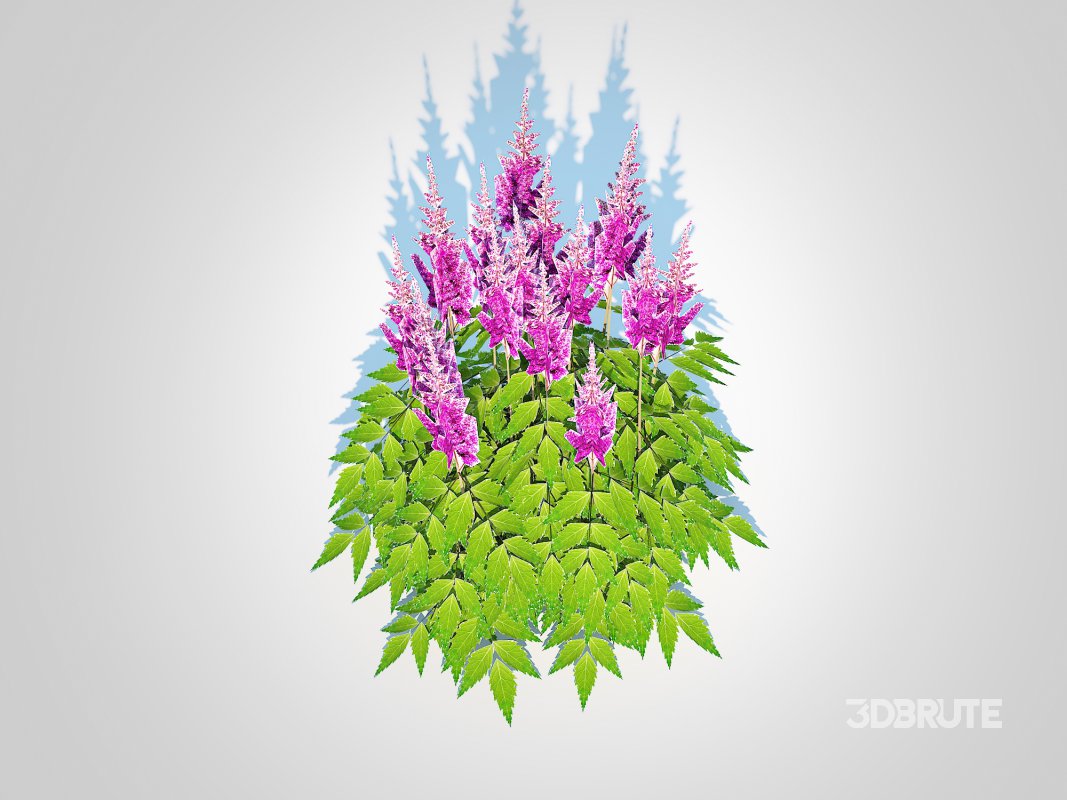 Astilbe jap -Koblenz Image 2