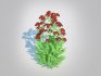Achillea – yarrow dark red - Thumbnail 4