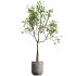 AV HousePlants Japandi Decorative Minimalism Ficus Dracaena Marginata28 - Thumbnail 1