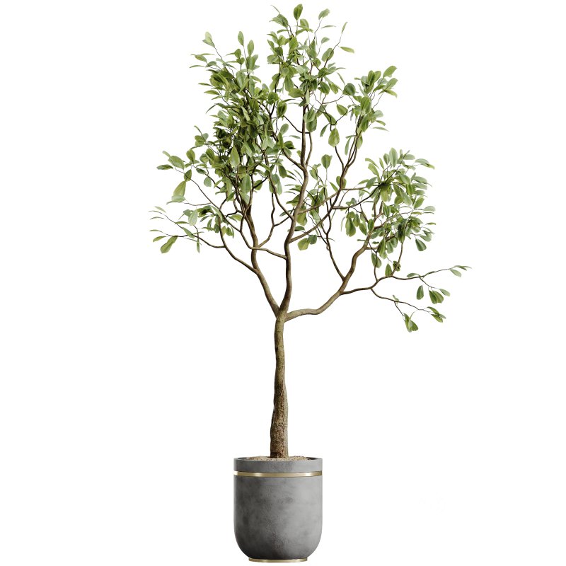AV HousePlants Japandi Decorative Minimalism Ficus Dracaena Marginata28 Image 1