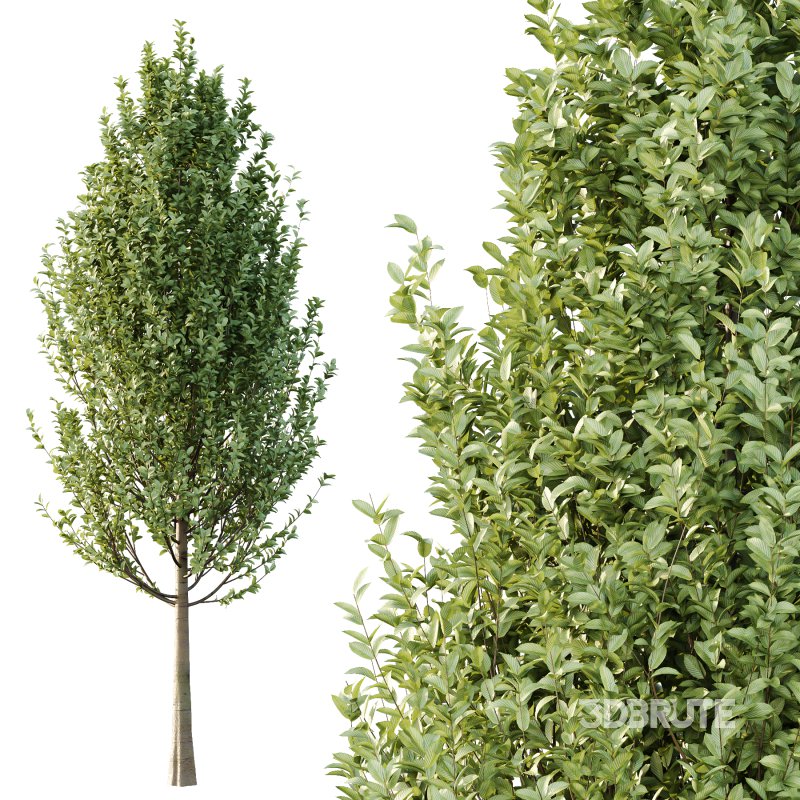 Carpinus Betulus Tree 04 Image 5