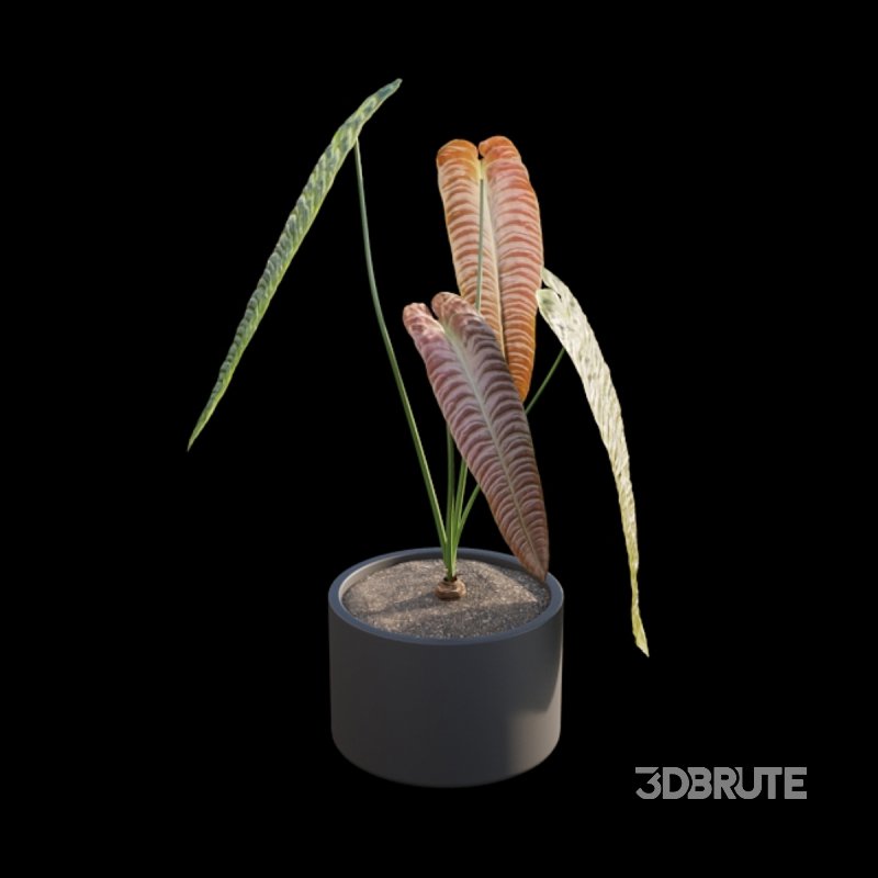 Anthurium Veitchii Image 2