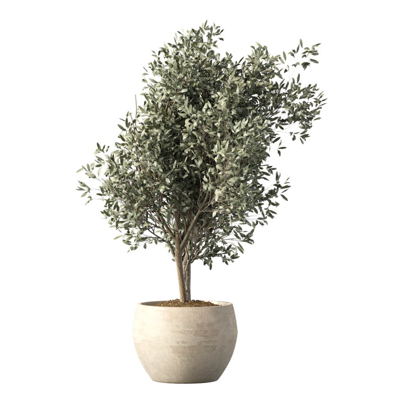 Olive Tree Indoor Plant Set.21 Image 3
