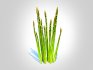 Asparagus - Thumbnail 2