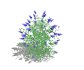 Buddleja Butterfly Bush Blue - Thumbnail 2