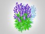 Campanula persicifolia – Peach-leaved bellflower_Blue - Thumbnail 4