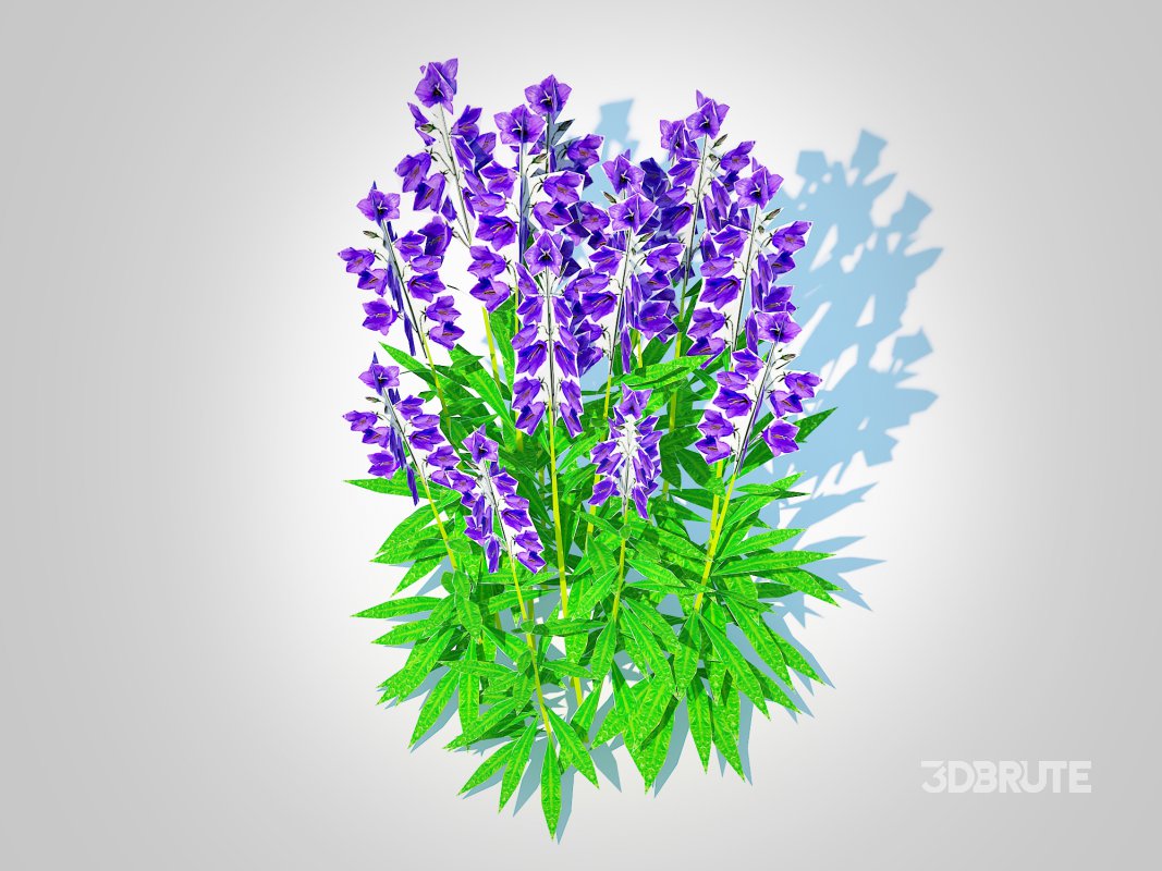 Campanula persicifolia – Peach-leaved bellflower_Blue Image 4