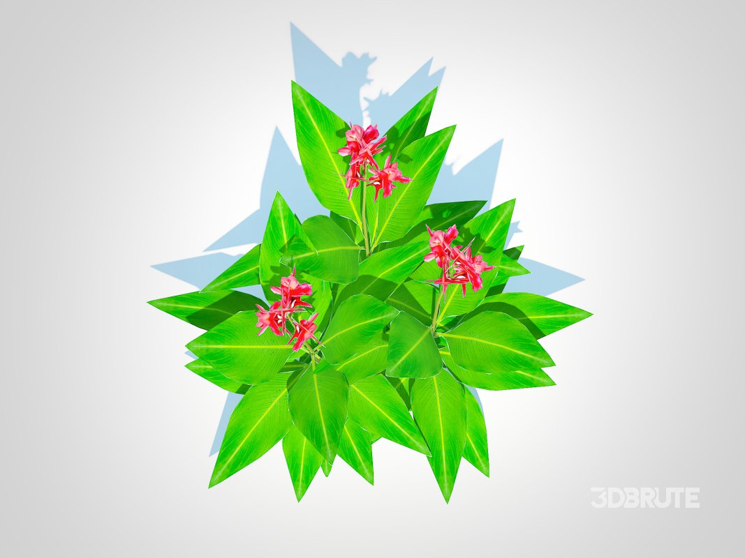 Canna-canna lily_(geen-red) Image 2