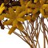 Edgeworthia chrysantha Plant Bush 03 - Thumbnail 5