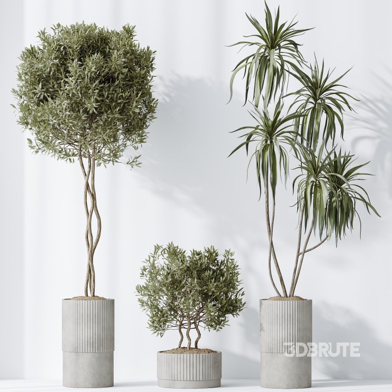 AV Indoor plants set 198 Arbequina Olive and Lemon Lime Cane Dragon and Zamiifolia Aracea and Ficus Elastica Abidjan Image 6