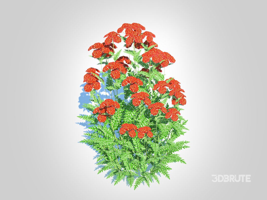 Achillea – yarrow red Image 6