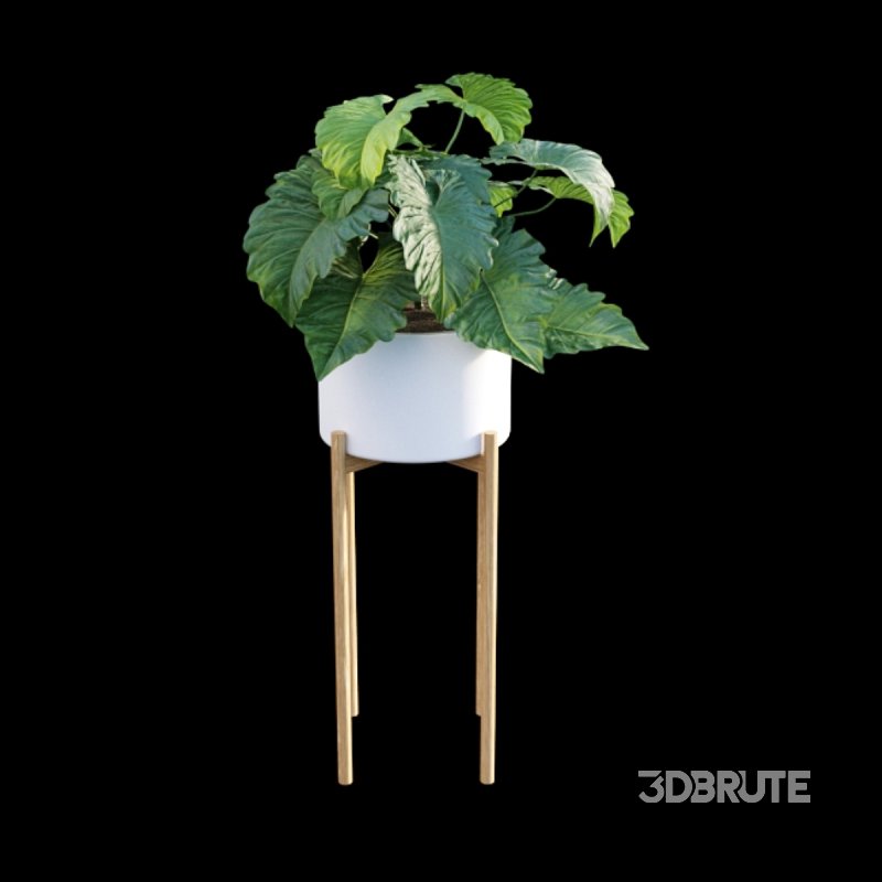 Philodendron subincisum Image 5