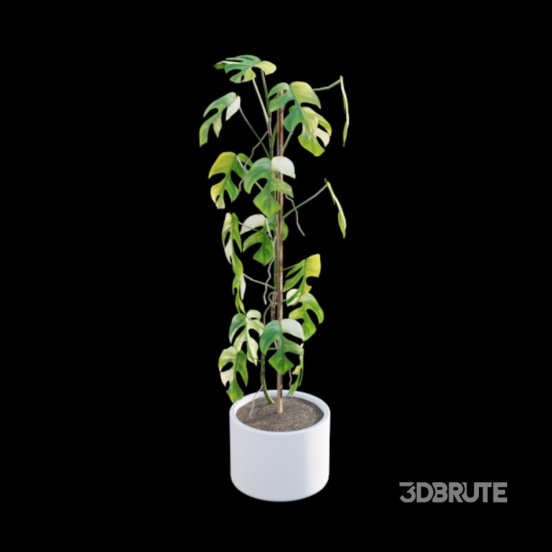 Rhaphidophora tetrasperma variegata – Mini Monstera Image 2