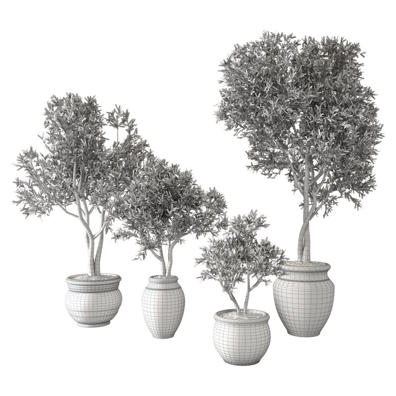 Olive Tree Indoor Set.1 Image 4