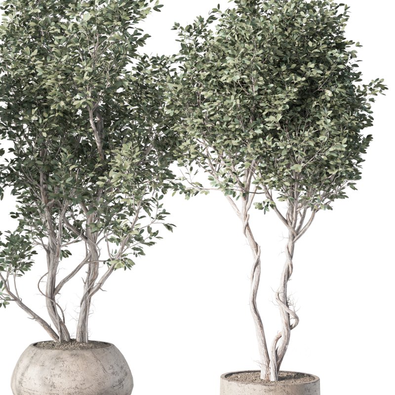 Olive Tree Indoor Plant Set.16 Image 4