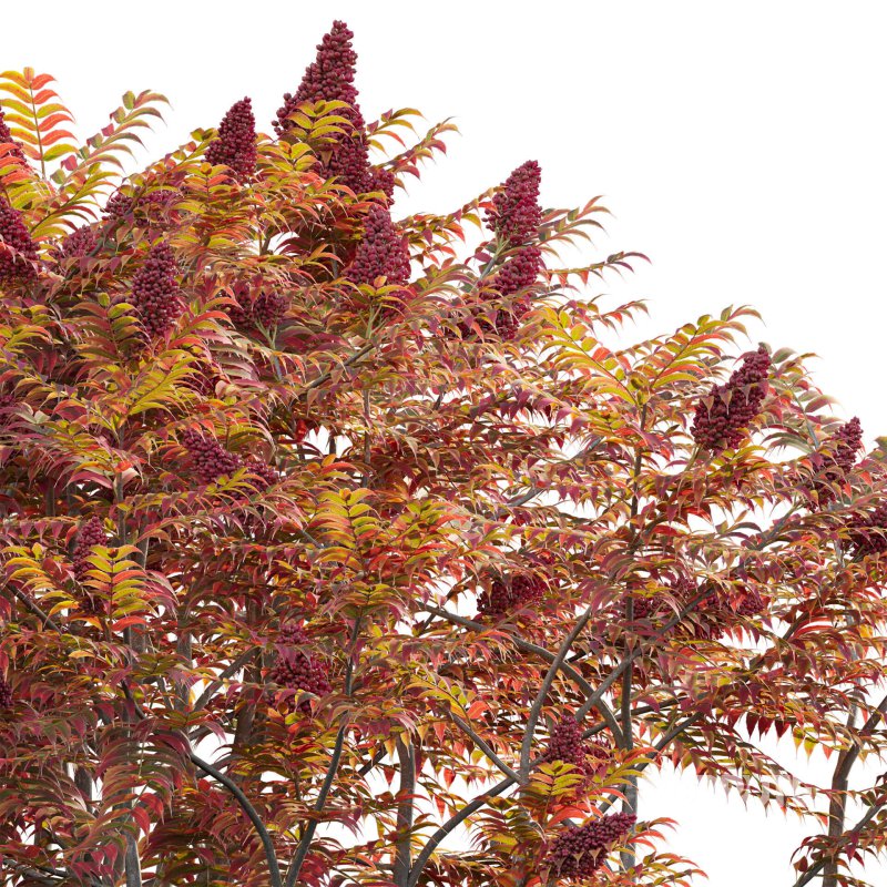 Rhus typhina – Staghorn Sumac 06 Image 3
