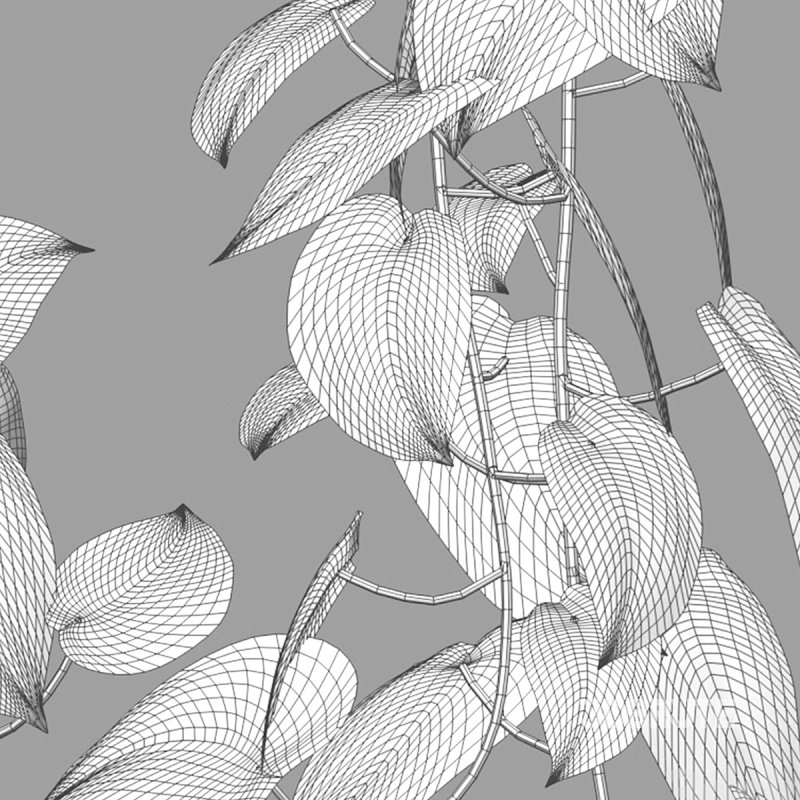 Scindapsus pictus – Satin Pothos Image 7