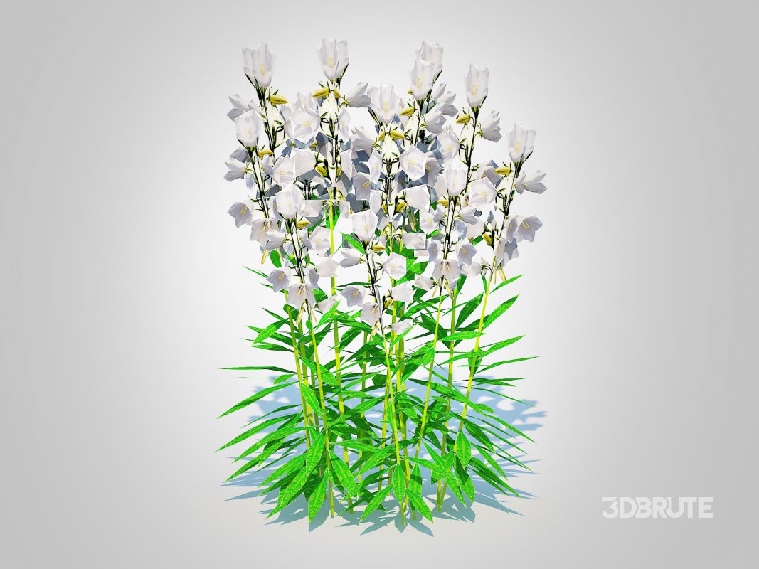 Campanula persicifolia – Peach-leaved bellflower_White Image 5