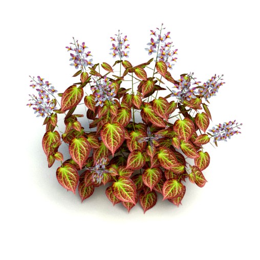 Epimedium x rubrum-Barrenwor