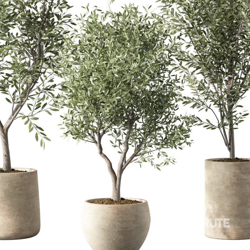 Olive Tree Indoor Plant Set.14 Image 3