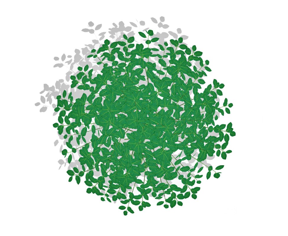 Euonymus Fortunei Image 3