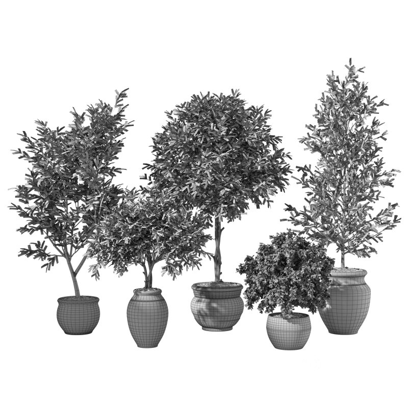 Olive Tree Indoor Plant Set.13 Image 3