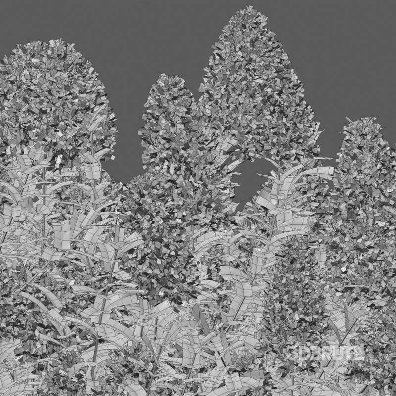 Cotinus coggygria – Smokebush 04 Image 7