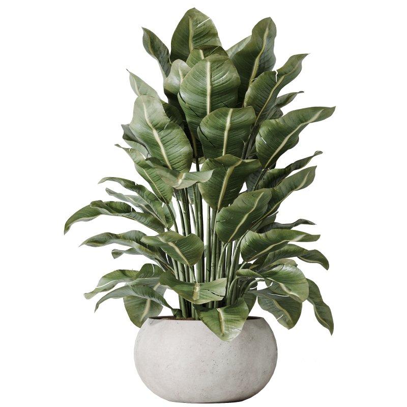 AV Indoor plants set 197 Ficus Bonsai Ginseng and Lemon Lime Cane Dragon and ParadiseBird and Areca Palm Image 2