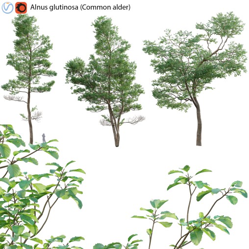 Alnus glutinosa – Common alder -02
