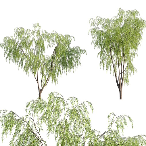Salix babylonica – Weeping Willow 03