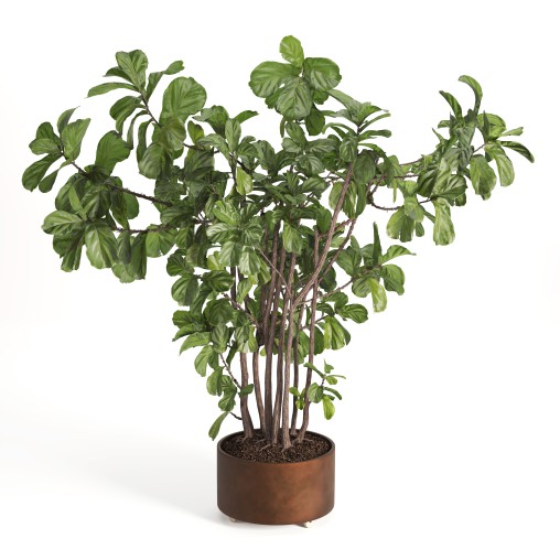 Indoor Plant Fiddle Fig