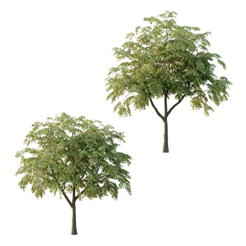 Cinnamomum burmannii Tree 04