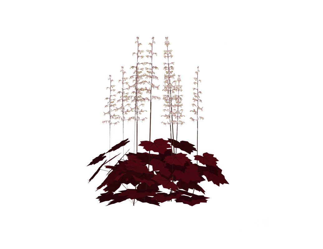 Heuchera purple – coral bells Image 4