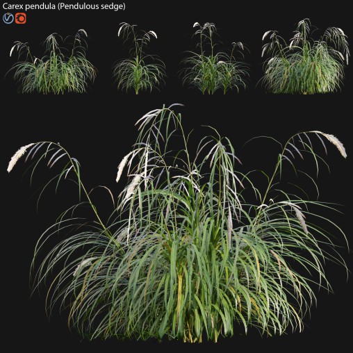 Carex pendula – Pendulous sedge -02