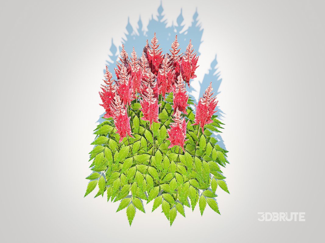 Astilbe-red Image 3