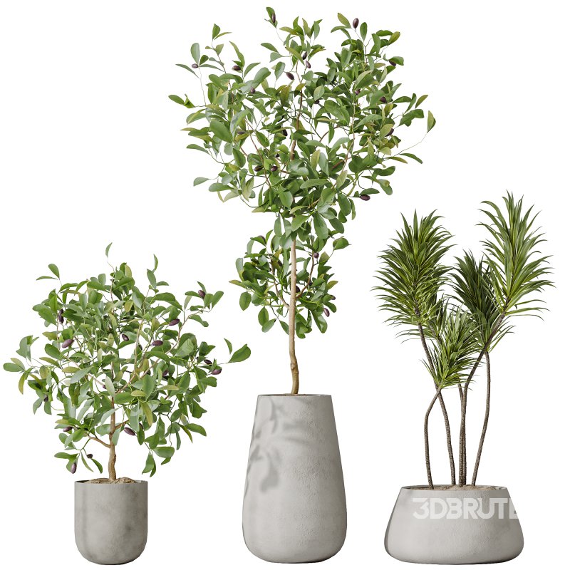 AV Indoor plants set 199 Mission Olive and Yucca Aloifolia Rostrata Palm and Briful Aquatica Grand Artificiel Image 3