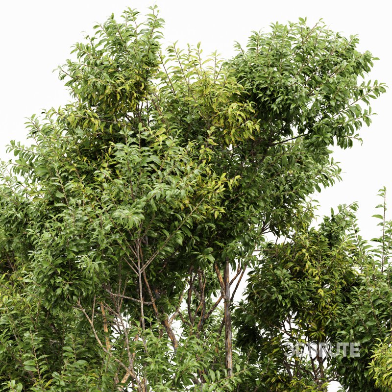 AV Sydney blue gum and Canadian Poplar 3 Trees Image 3