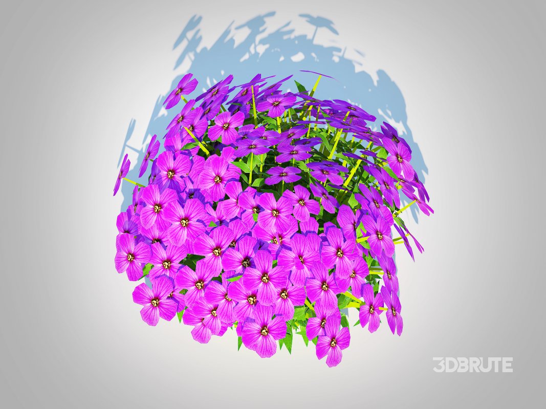 Aubrieta – Rock Cress Image 5