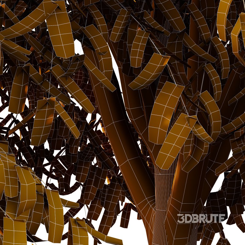 Cinnamomum burmannii Tree 04 Image 4