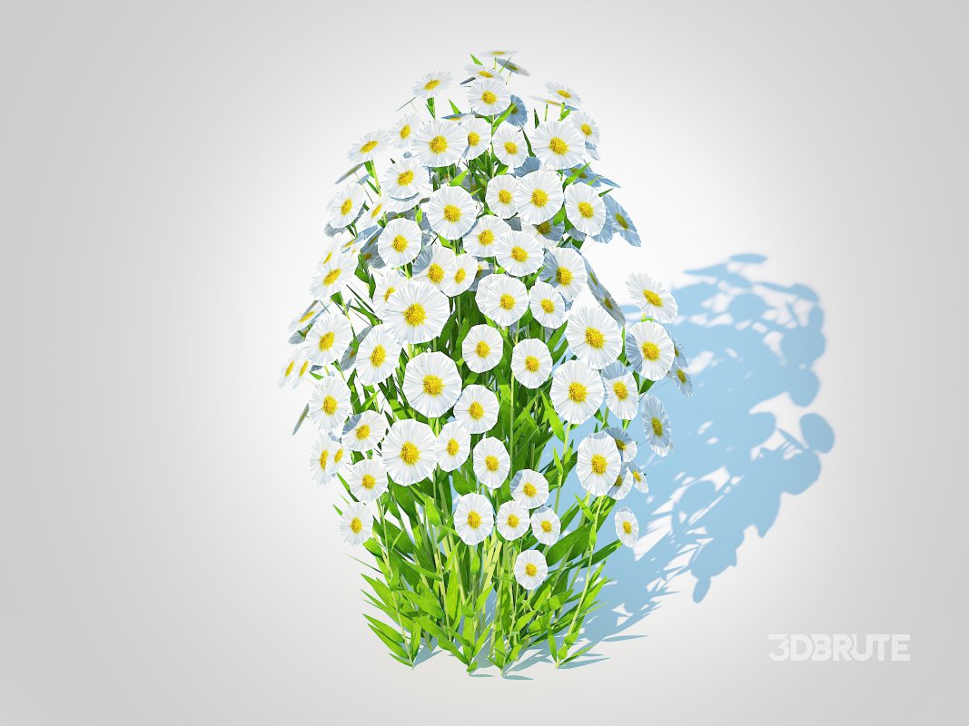 Aster novi-belgii – New York Aster – white Image 1