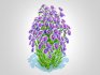 Aster novi-belgii – Dawrf Aster – blue - Thumbnail 2