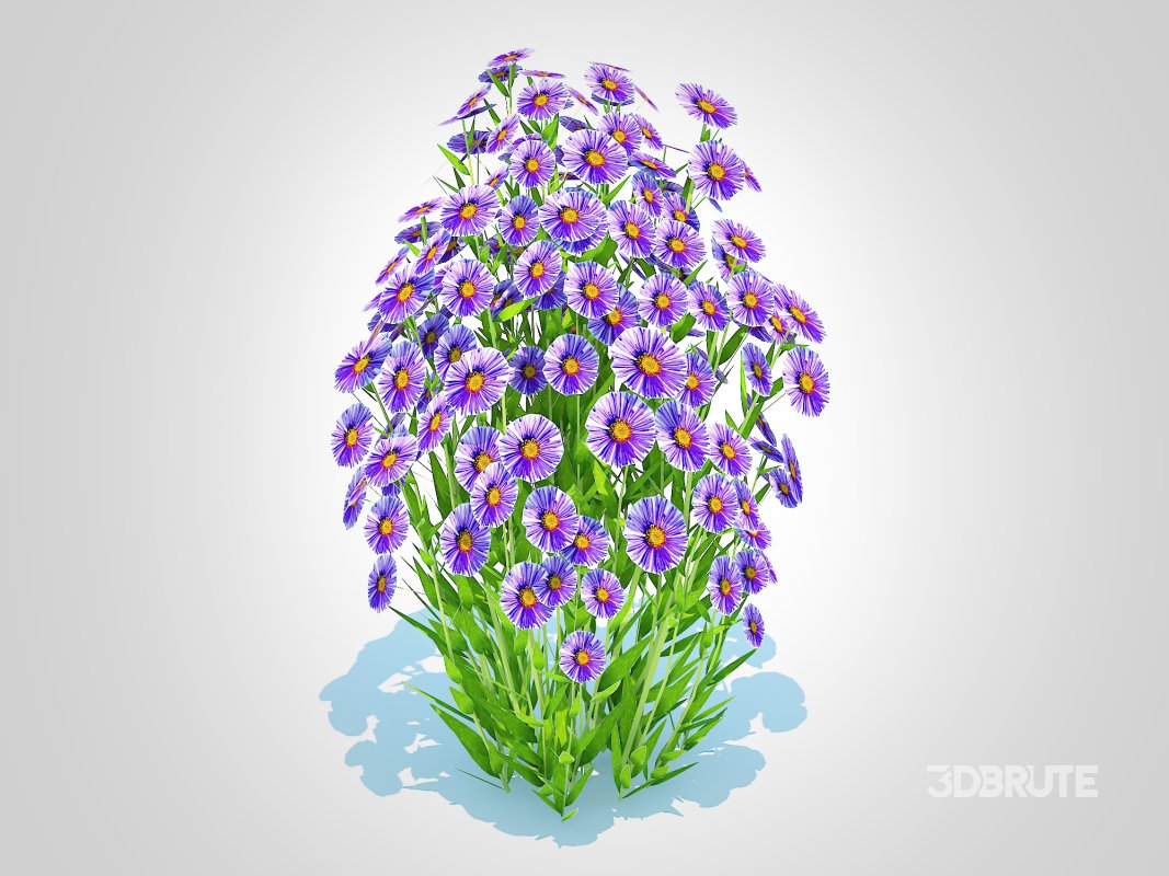 Aster novi-belgii – Dawrf Aster – blue Image 2