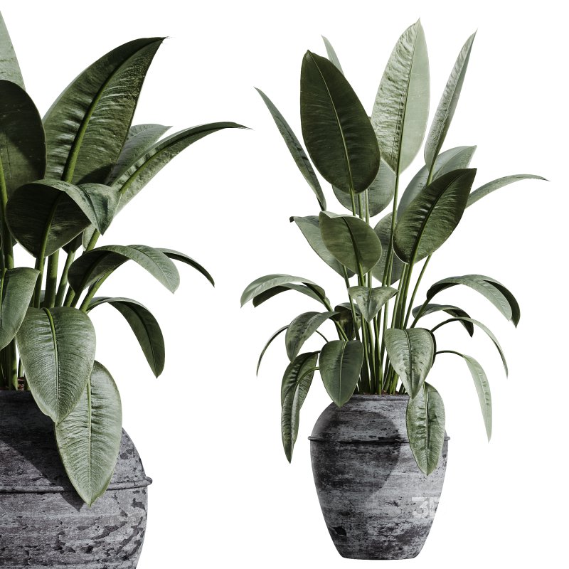 AV HousePlants Ficus Elastica Beliza Tineke Variegated Rubber Plants 3D Model Set Image 2